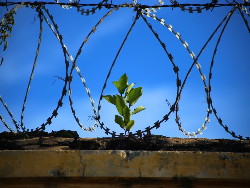 Une plante pousse sur un mur orné de barbelés. L'image symbolise sans doute l'espoir derrière l'enfermement.